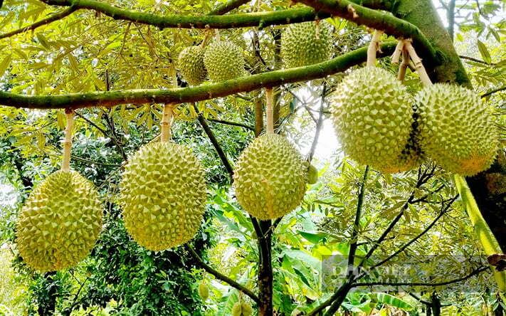 Nông dân Đồng Nai chia sẻ bí quyết trồng thành công 2 giống sầu riêng cao cấp trong khi nhiều vườn khác đang chặt bỏ