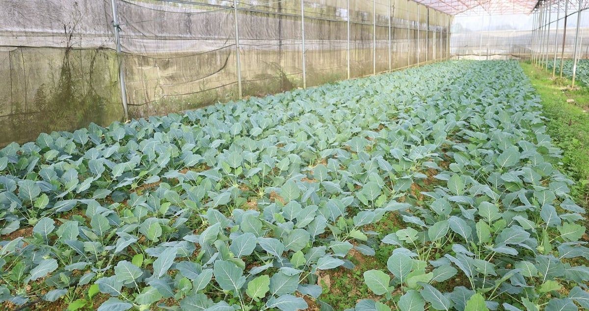 Người 'trung thực với đất và kể chuyện về những luống rau'