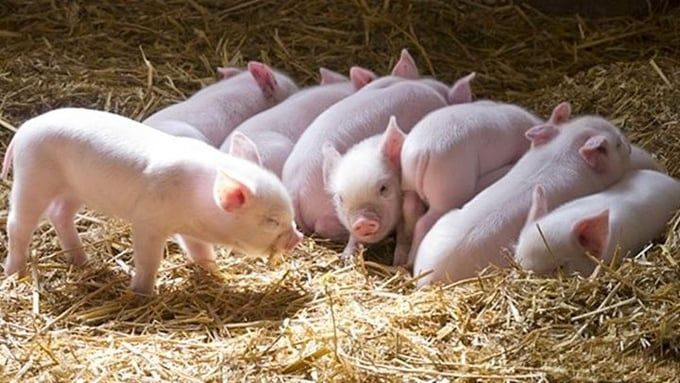 Giá heo hơi hôm nay 8/6/2025: Tuần này biến động trái chiều
