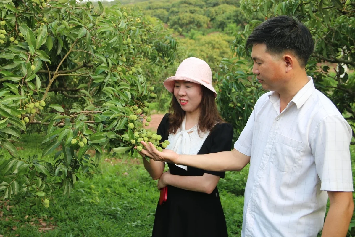 Thị xã Chũ sẵn sàng cho mùa vải thiều 2025: [Bài 1] Những vùng trồng vải được cấp ‘hộ chiếu xanh’