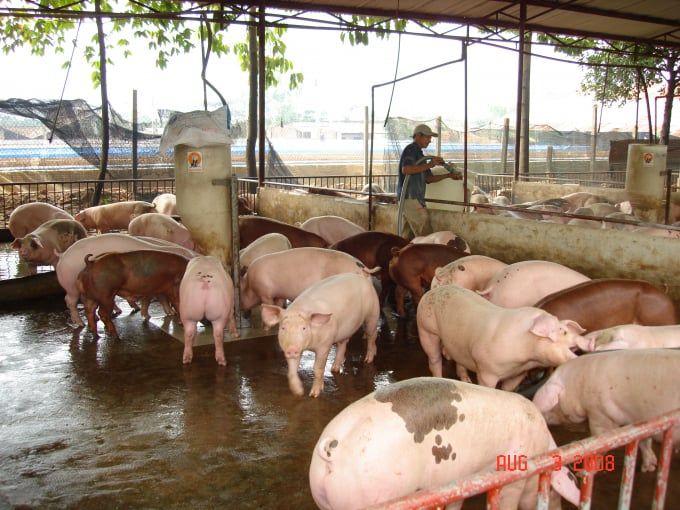 Giá heo hơi hôm nay 9/6/2025: Quay đầu giảm nhẹ