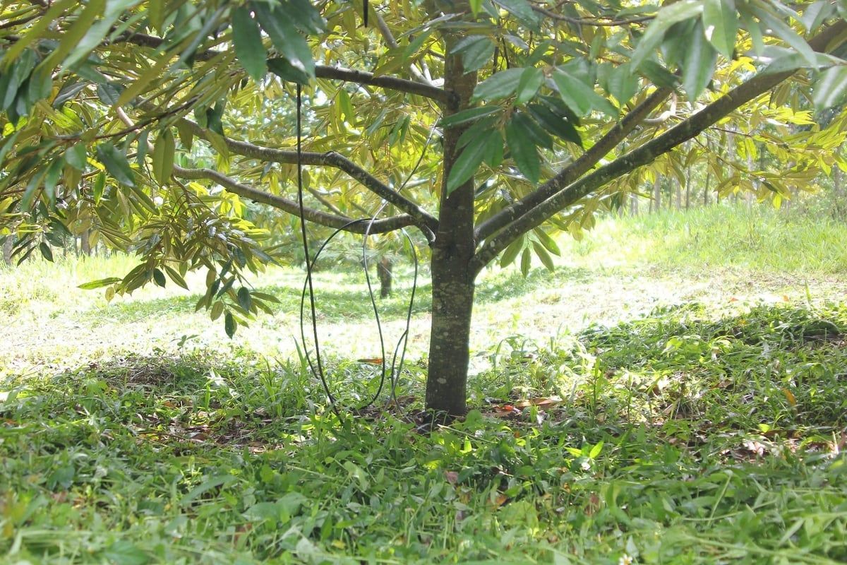 Canh tác hữu cơ, sầu riêng hết lo tồn dư kim loại nặng