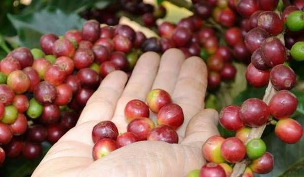 Giá cà phê hôm nay 10/6/2025: Đồng loạt tăng mạnh