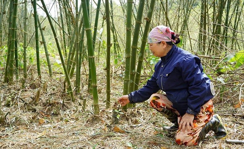 Rừng luồng trụi lá vì châu chấu phá hại