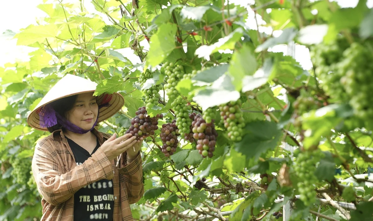 Đi giữa mùa vải chín