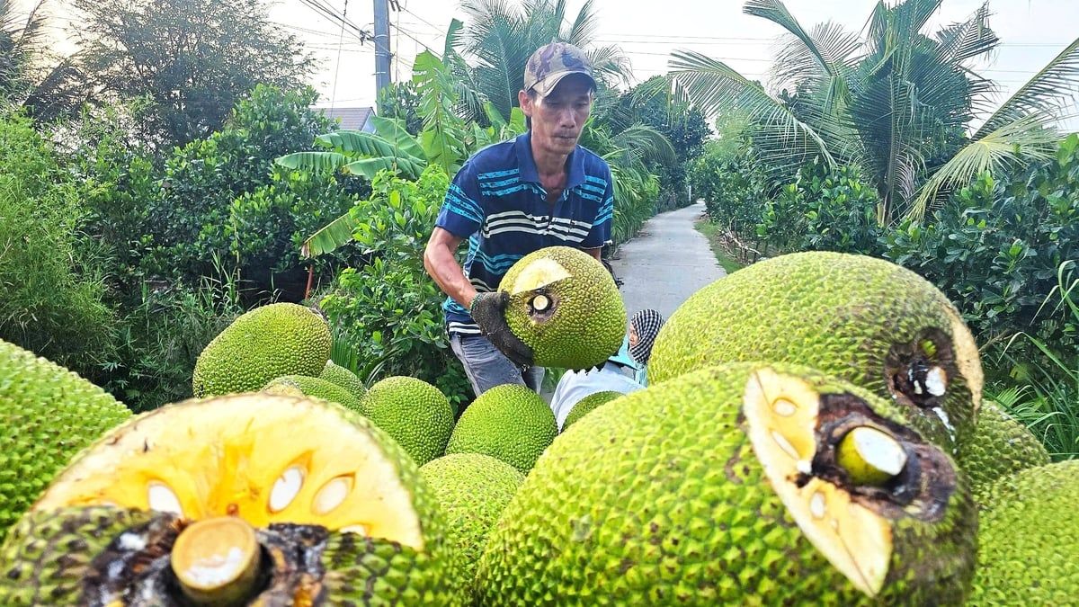 Giá mít Thái giảm sốc, loại rẻ nhất chỉ 500 đồng/kg