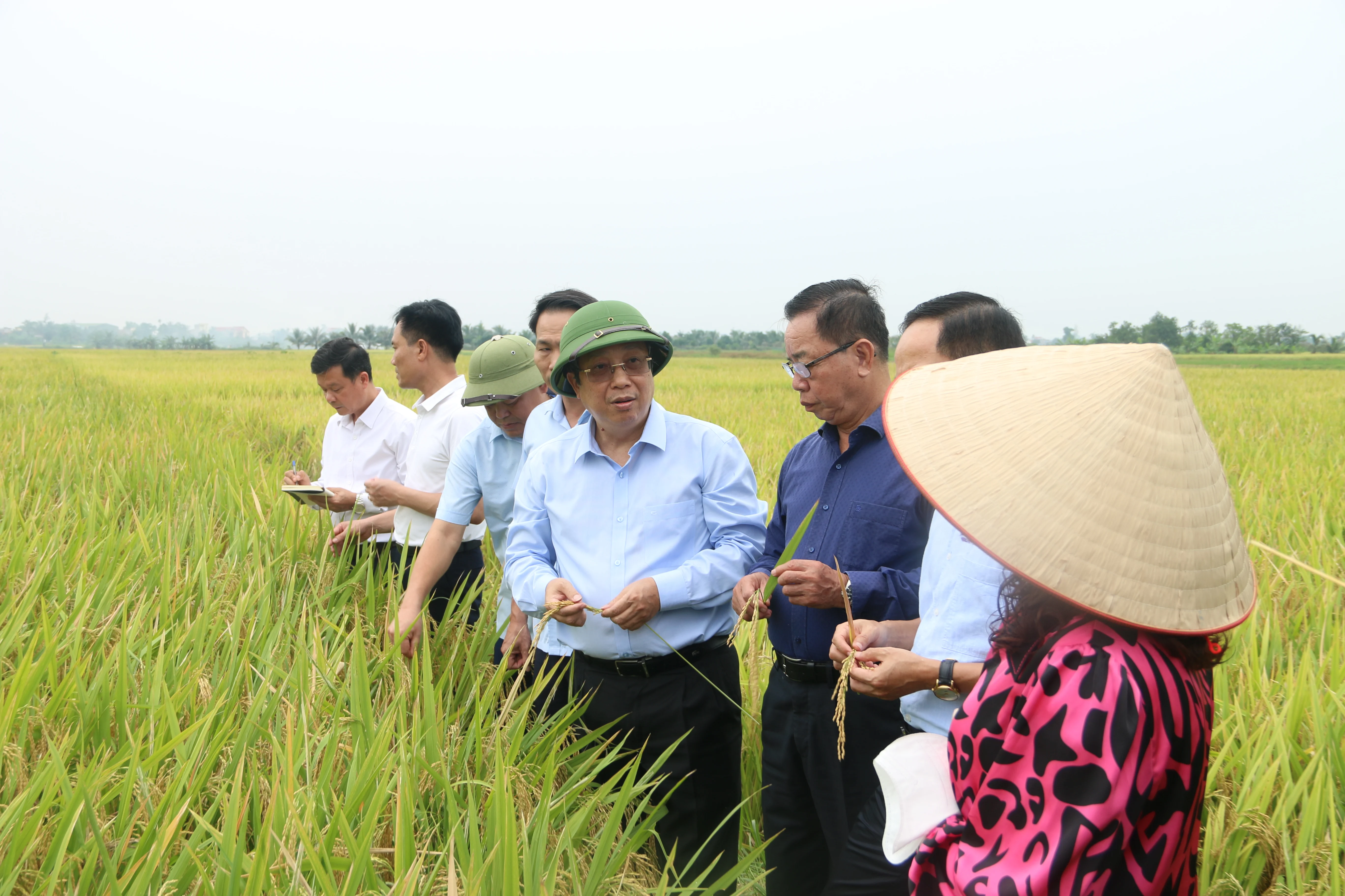 Hải Phòng và Thái Bình được mùa vụ lúa Xuân 2025