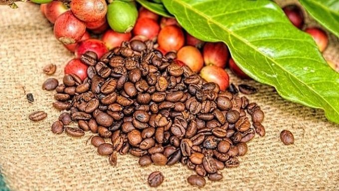 Giá cà phê hôm nay 17/6/2025: Thị trường giảm mạnh