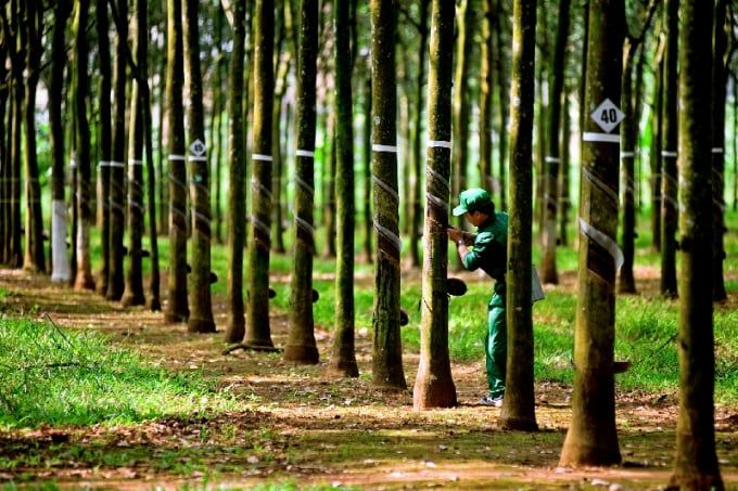 Giá cao su hôm nay 17/6/2025: Tăng nhẹ trở lại
