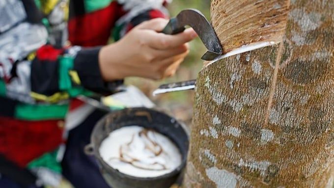 Giá cao su hôm nay 24/6/2025: Tiếp tục đà giảm nhẹ