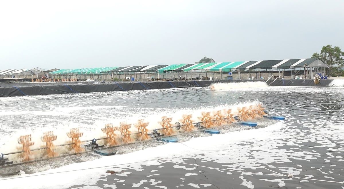 Chủ động phòng, chống nắng nóng kéo dài trong nuôi trồng thủy sản