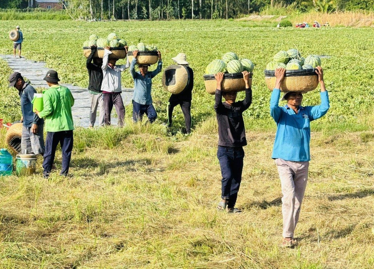 Chuyển đổi cây trồng trên đất lúa, thu nhập tăng gấp 3-5 lần
