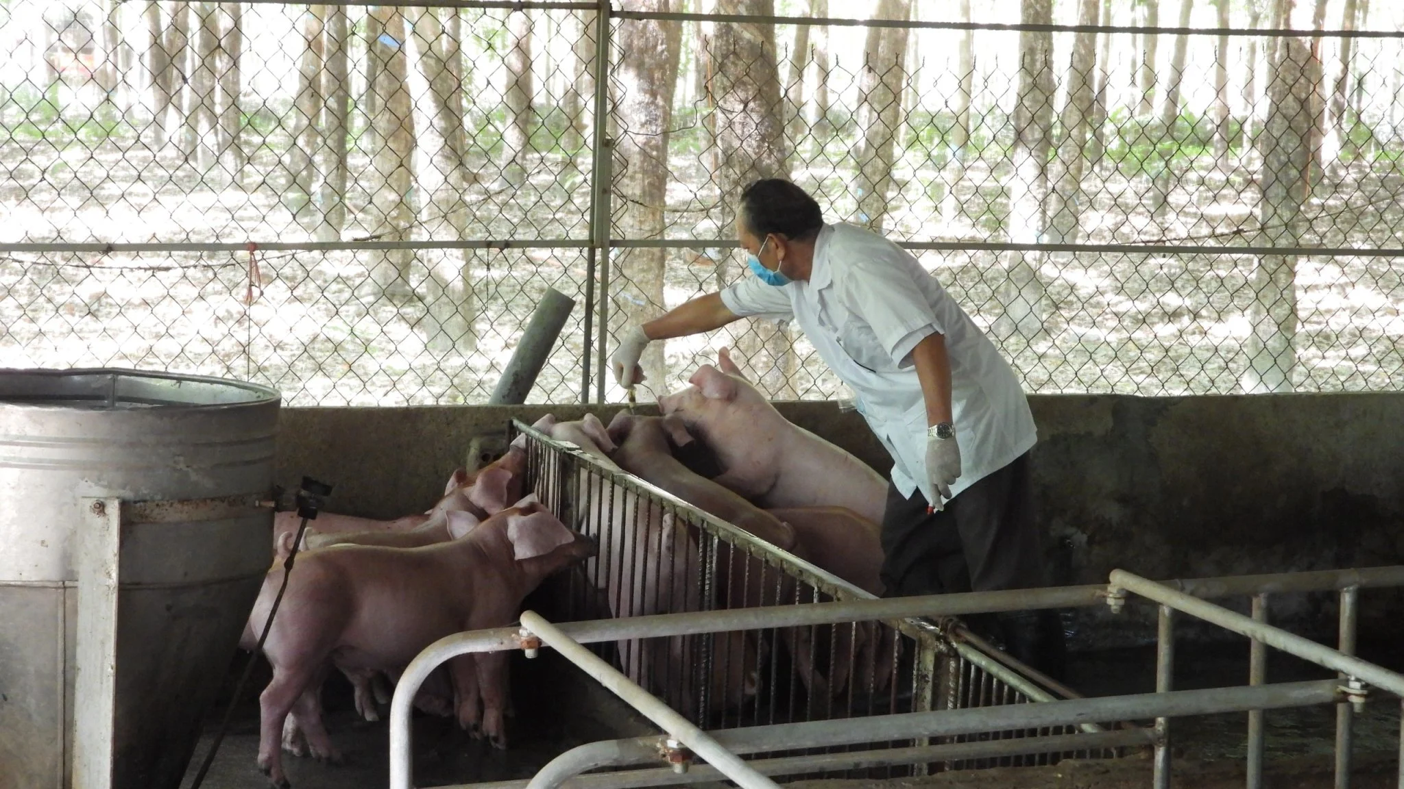 Ứng dụng công nghệ số trong phòng chống dịch bệnh: [Bài 3] AI giúp chăn nuôi an toàn, hiệu quả