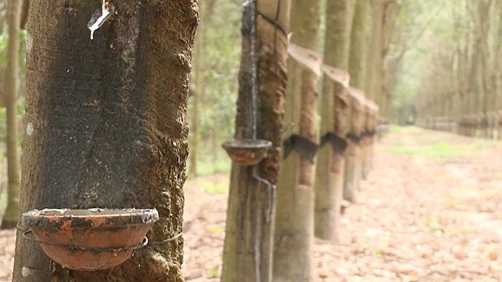 Giá cao su hôm nay 2/7/2025: Tăng giảm trái chiều