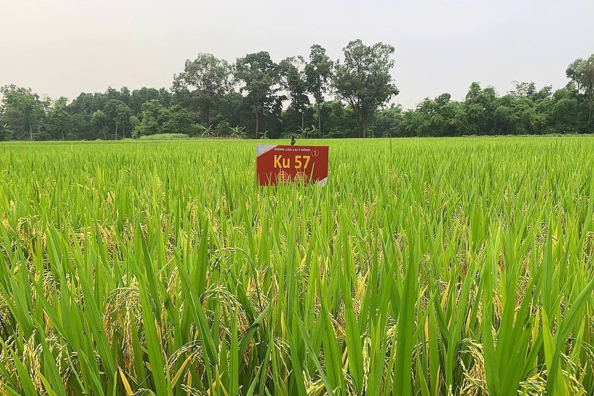 Giống lúa KU57 và sự cố lúa lép: Thông tin dễ gây hiểu lầm pháp lý