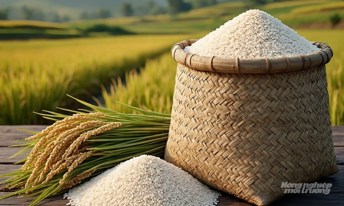 Giá lúa gạo hôm nay 19/7/2025: Gạo tiếp tục giảm giá