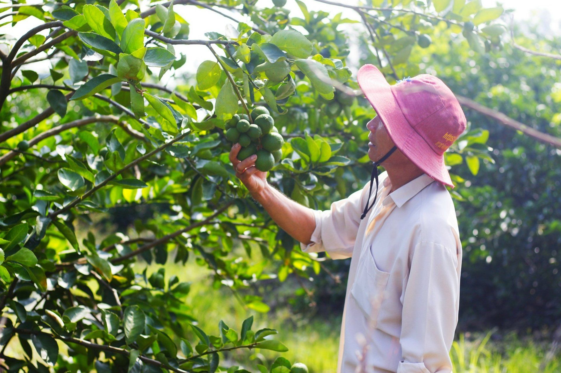 Long An đột phá ứng dụng công nghệ cao phát triển 4 cây, 2 con