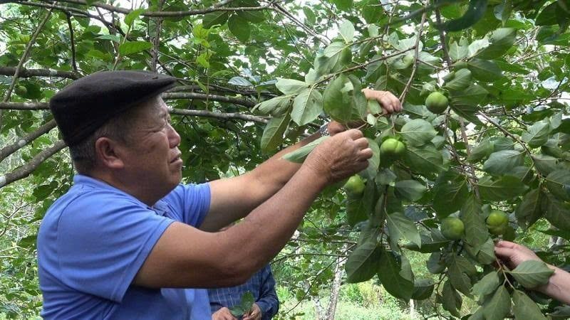 Những vườn cây ăn quả ôn đới trĩu cành ở Mù Cang Chải