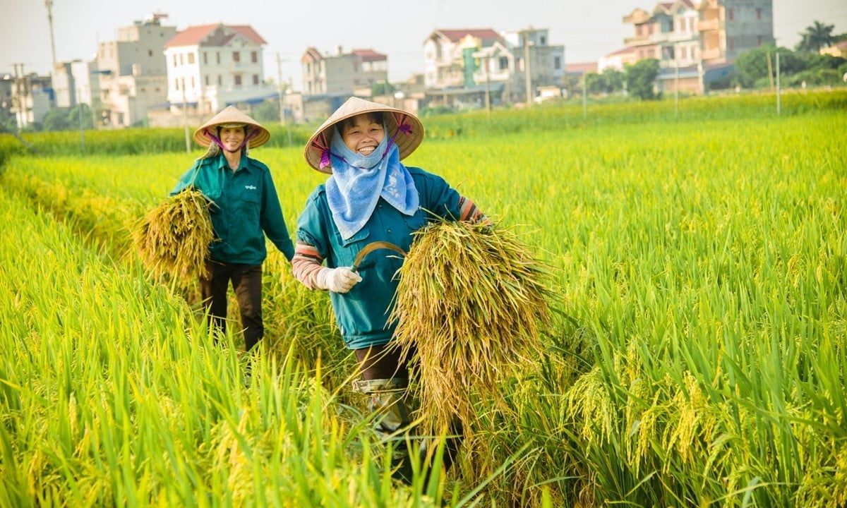 Giá lúa gạo hôm nay 6/9/2025: Trong nước đứng yên