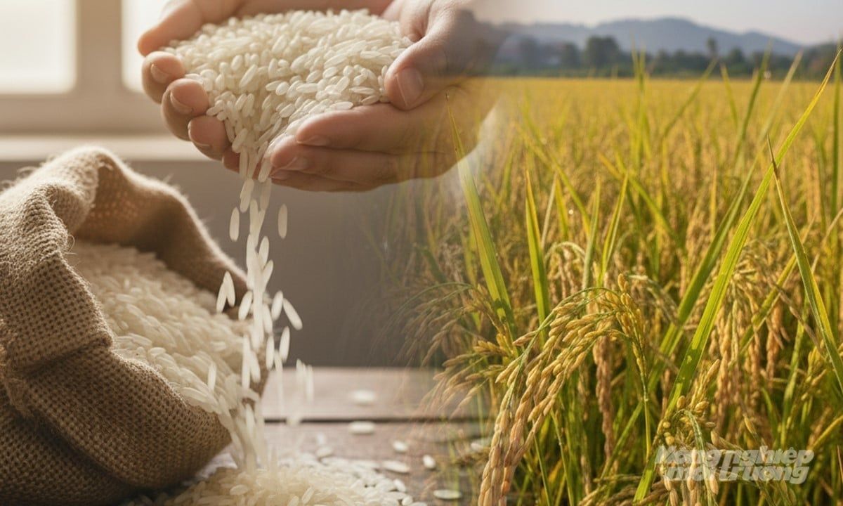 Giá lúa gạo hôm nay 14/9/2025: Gạo xuất khẩu giảm giá mạnh