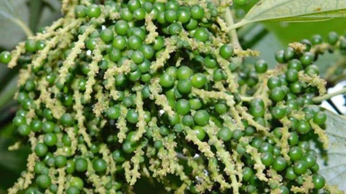 Giá tiêu hôm nay 17/9/2025: Trong nước đồng loạt giảm