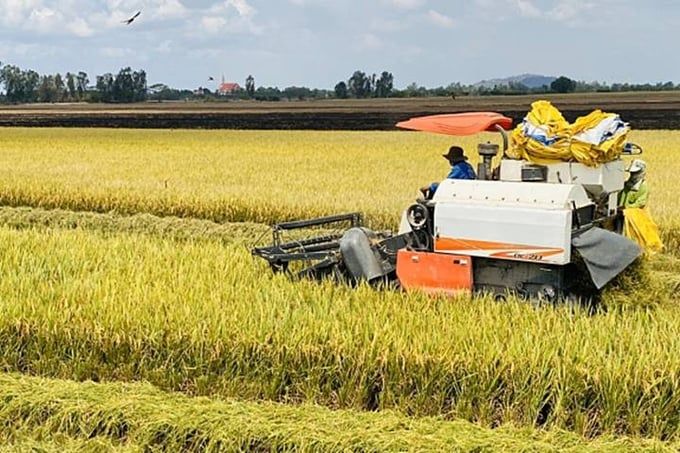 Giá lúa gạo hôm nay 17/9/2025: Gạo xuất khẩu tăng giá trở lại