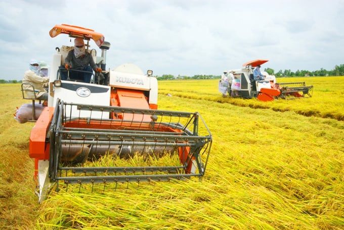 Giá lúa gạo hôm nay 19/9/2025: Ít có thay đổi mới