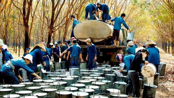 Giá cao su hôm nay 19/9/2025: Thị trường tiếp tục giảm
