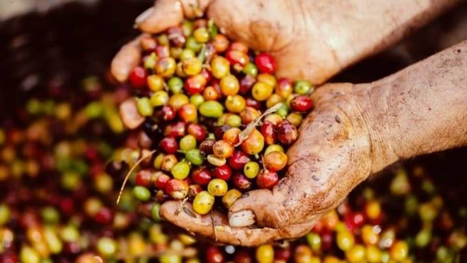 Giá cà phê hôm nay 21/9/2025: Thị trường tuần này lao dốc