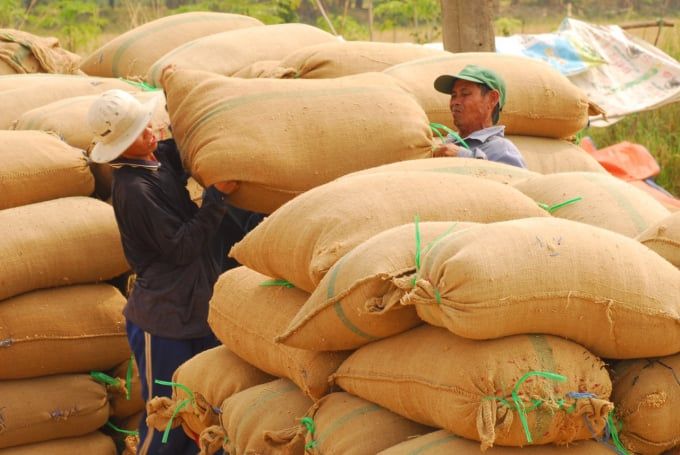 Giá lúa gạo hôm nay 21/9/2025: Giá gạo xuất khẩu tăng mạnh