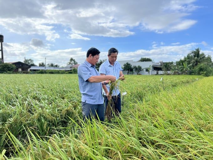Ảnh hưởng của giống, kỹ thuật, môi trường tới năng suất, chất lượng lúa thơm