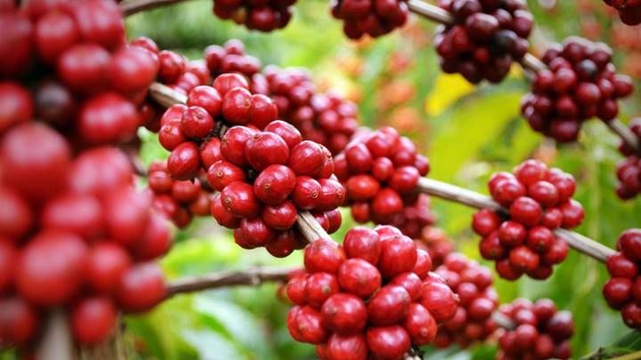 Giá cà phê hôm nay 22/9/2025: Cao nhất với mức 111.500 đồng/kg