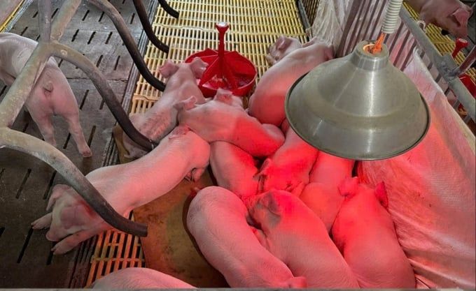 Nuôi heo lại lên hương: [Bài 1] Yên tâm tái đàn