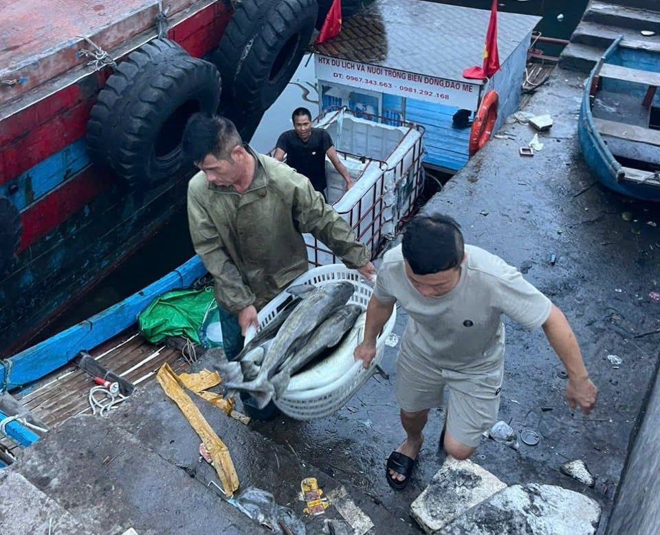 Lao đao nghề biển: [Bài 4] Tìm lối thoát nhờ nuôi biển