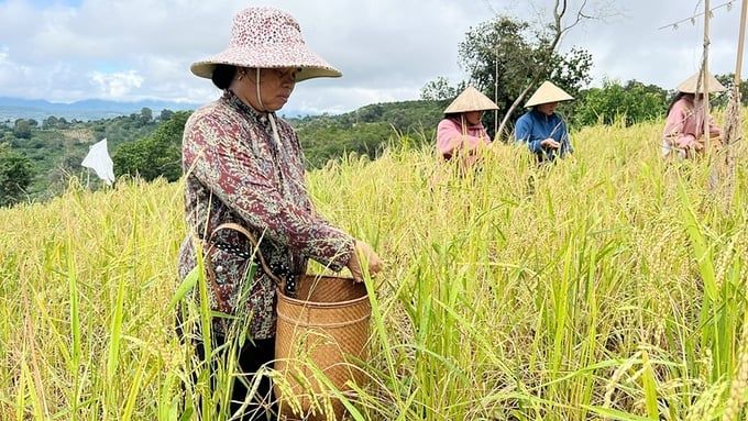 Giá lúa gạo hôm nay 23/9/2025: Giá gạo Việt xuất khẩu ổn định